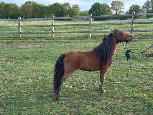 Miniatuurpaard hengst, Dieren en Toebehoren, Paarden en Pony's | Dekhengsten en Fokmerries, Hengst