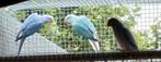 Halsbandparkieten, Dieren en Toebehoren, Vogels | Parkieten en Papegaaien, Geringd