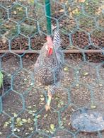 Haan leghorn gestreept, Dieren en Toebehoren, Mannelijk, Kip