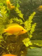Citrinellum cichlides te koop/te ruil, Dieren en Toebehoren, Vissen | Aquariumvissen, Vis, Zoetwatervis
