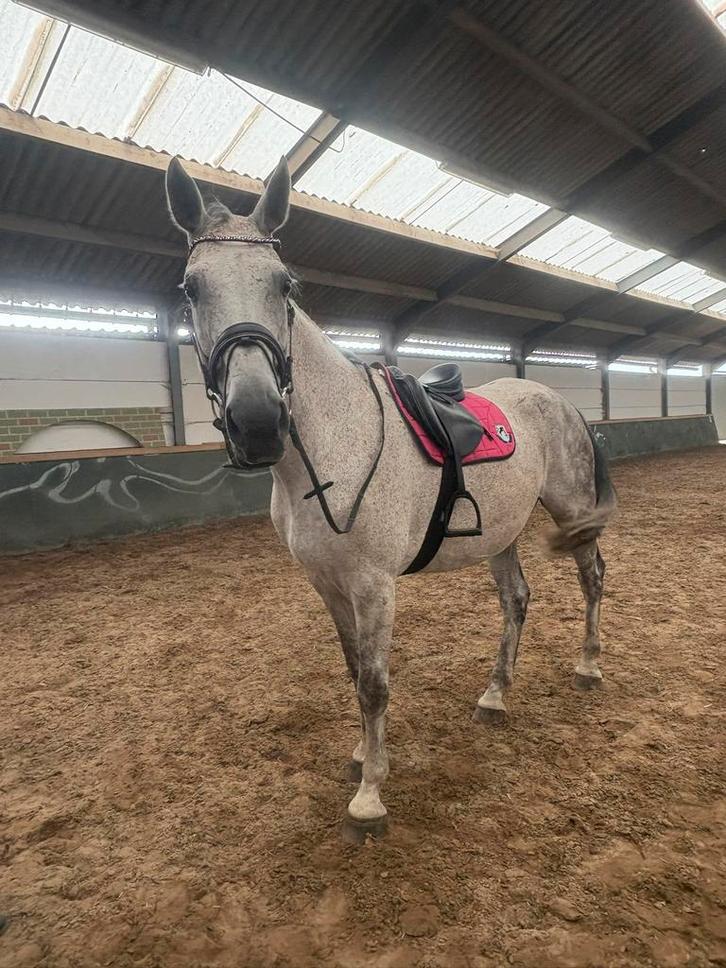 Huurpaard, Dieren en Toebehoren, Paarden en Pony's | Verzorgingsproducten, Zo goed als nieuw, Ophalen