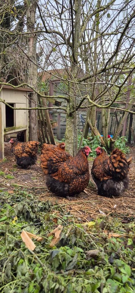 Orpington groot hennen buff en goudzwart gezoomd, Dieren en Toebehoren, Pluimvee