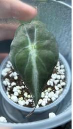 Alocasia Venom, Huis en Inrichting, Overige soorten, In pot, Minder dan 100 cm, Bloeiende kamerplant
