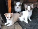 Langharige chihuahua reutjes, Dieren en Toebehoren, België, Fokker | Hobbymatig, 15 weken tot 1 jaar, CDV (hondenziekte)