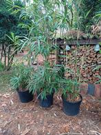 bamboe grofbladig, Tuin en Terras, Planten | Struiken en Hagen, Ophalen, Bamboe