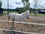 Lieve 15 jarig merrie schimmel kwpn, Dieren en Toebehoren, Paarden, Merrie, Niet van toepassing, 160 tot 165 cm, 11 jaar of ouder