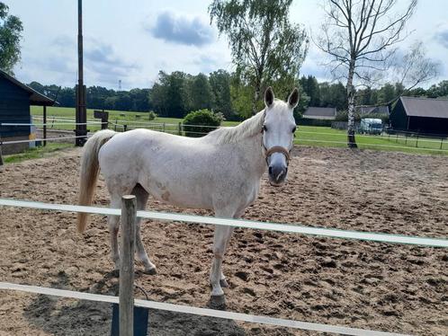 Lieve 15 jarig merrie schimmel kwpn, Dieren en Toebehoren, Paarden, Merrie, Niet van toepassing, 160 tot 165 cm, 11 jaar of ouder