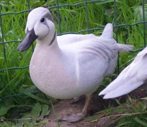 Siereenden : Zilver-wildkleur-baikal & witte-winter-talingen, Dieren en Toebehoren, Pluimvee, Eend, Meerdere dieren