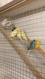 Jonge grasparkieten, Dieren en Toebehoren, Vogels | Parkieten en Papegaaien