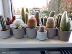 11 cactussen in pot ., Ophalen
