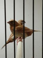 rood bruin japanse meeuwen, Dieren en Toebehoren, Vogels | Overige Vogels, Meerdere dieren, Tropenvogel, Geringd