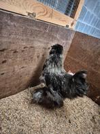 Zijdehoen haan, Dieren en Toebehoren, Pluimvee, Mannelijk, Kip