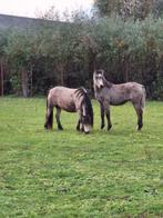 2 paarden en 4 ponies, Dieren en Toebehoren, Hengst, Onbeleerd