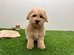 Chiots Maltipoo (F1), Hépatite contagieuse (maladie de Rubarth), Plusieurs, Belgique, Plusieurs animaux