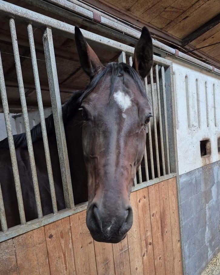 Bwp merrie, Dieren en Toebehoren, Paarden, Merrie, 160 tot 165 cm, 11 jaar of ouder, Recreatiepaard, Met stamboom, Gechipt, Ontwormd