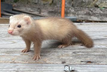 Jeune furet femelle canelle, Mai, Femelle