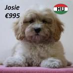 Maltipoo - Prachtige pups te koop, 15 weken tot 1 jaar, Buitenland, CDV (hondenziekte), Meerdere