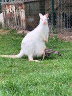 Wallaby’s