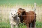 (Kleine) weide te huur gevraagd regio Sint-Laureins