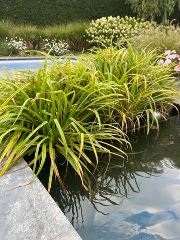 Vijverplanten in drijvende eilandjes samen slechts 19€ !! beschikbaar voor biedingen