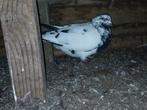 Zwart witte duiver, Animaux & Accessoires, Oiseaux | Pigeons