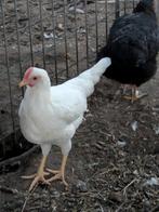Witte leghorn
