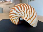 Grote Nautilusschelp in perfecte staat 14 CM, Verzamelen, Ophalen of Verzenden, Zo goed als nieuw