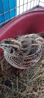 Kwartels ruilen, Dieren en Toebehoren