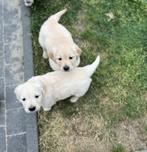Knappe golden retriever pups, Golden retriever, België, CDV (hondenziekte), 8 tot 15 weken