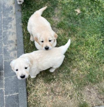 Beaux chiots Golden Retriever, Golden retriever, Plusieurs, Parvovirose, Belgique