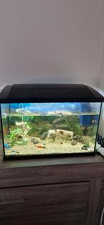 Aquarium vissen van 70 liter te koop samen met zijn accessoi, Dieren en Toebehoren, Vissen | Aquaria en Toebehoren, Ophalen, Zo goed als nieuw
