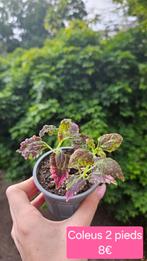 Coleus, Huis en Inrichting, Kamerplanten, Overige soorten, Ophalen of Verzenden, Minder dan 100 cm, Bloeiende kamerplant