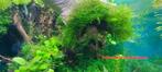 Waterplanten – Javamos, Dieren en Toebehoren
