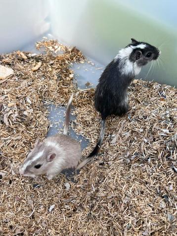 3 gerbels  beschikbaar voor biedingen