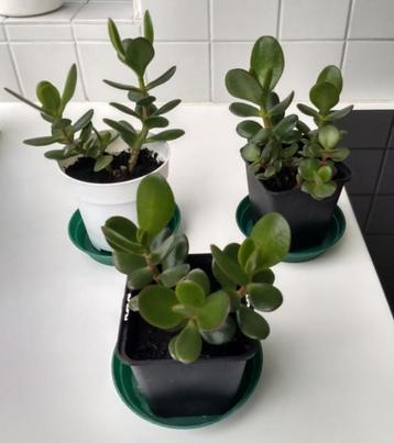 Crassula ovata - Jadeplant (kamerplant)