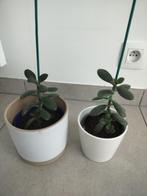 2x Plantjes crassula ovata, Huis en Inrichting, Kamerplanten, Ophalen