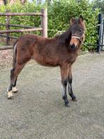 Te koop New Forest hengst veulen, Dieren en Toebehoren, Pony's, Ruin, 0 tot 2 jaar, Onbeleerd, D pony (1.37m tot 1.48m)