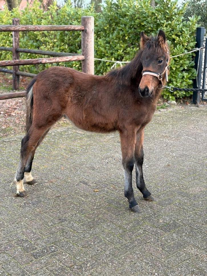 Te koop New Forest hengst veulen, Dieren en Toebehoren, Pony's, Ruin, Onbeleerd, D pony (1.37m tot 1.48m), 0 tot 2 jaar, Met stamboom