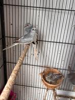 Jonge diamant duifjes, Dieren en Toebehoren, Vogels | Parkieten en Papegaaien