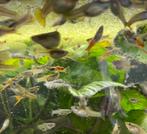 Jonge guppies, Dieren en Toebehoren, Vissen | Aquariumvissen, Zoetwatervis