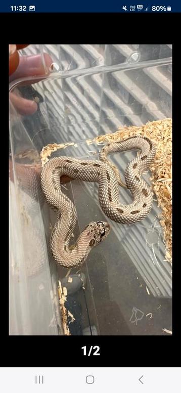 Haakneusslang#reptielen#slangen beschikbaar voor biedingen