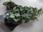 namaak planten, Ophalen of Verzenden, Nieuw, Binnen