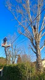 Élagueur Élagueur et abattage tout types d'arbres, Jardin & Terrasse, Plantes | Arbres, Enlèvement ou Envoi