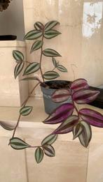 Paarse hangplant, Huis en Inrichting, Kamerplanten, Ophalen