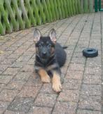 duitse herder pups, Dieren en Toebehoren, België, CDV (hondenziekte), 8 tot 15 weken, Meerdere