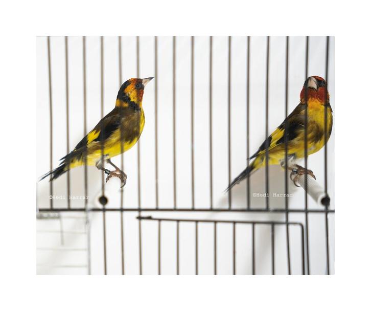 Chardonnerets jaunes  mâle et femelle 2025, Dieren en Toebehoren, Vogels | Overige Vogels, Wildzangvogel, Meerdere dieren, Tam