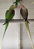 Kwk Alexanders, Dieren en Toebehoren, Meerdere dieren, Papegaai, Geringd