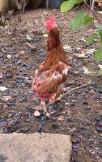 legkippen, Dieren en Toebehoren, Pluimvee