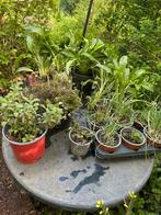 Herbes aromatiques, Tuin en Terras, Planten | Tuinplanten, Ophalen, Kruiden