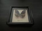 Taxidermie Vlinders - 2 kaders, Collections, Collections Animaux, Insecte, Enlèvement, Utilisé, Animal empaillé